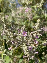 Image result for Buddleja salviifolia
