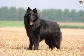 Looking for shetland sheepdog puppies for sale? Belgian Shepherd Dog Dog Breed Facts Highlights Buying Advice Pets4homes