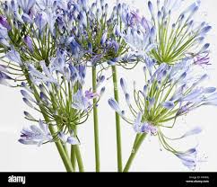 Image result for Agapanthus codii