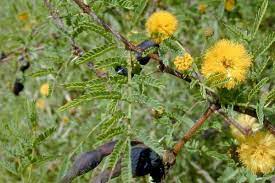 Acacia Farnesiana Extract For Skin Ingredient Benefits Skincare Lab