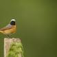 Almost Dawn Chorus with the RSPB at Wild Haweswater event image