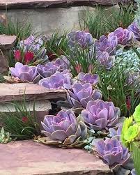 Echeveria Perle Von Nurnberg Succulent Landscape Design Succulent Garden Design Succulents