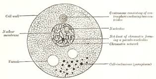 We did not find results for: Fig 001 Plant Cell Doccheck