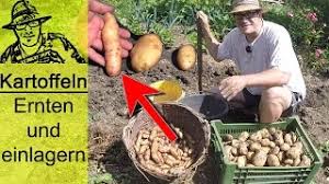 So hat die schale ausreichend zeit zum aushärten. Die Unglaubliche Kartoffelernte Im Selbstversorgergarten Youtube