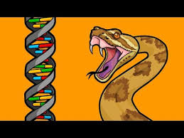 Part 2 How Does New Genetic Information Evolve Gene Duplications Genetic Information Genetics Point Mutation