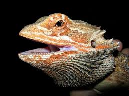 kostenloses bild auf pixabay bartagame kopf orange reptil baby bearded dragon bearded dragon care bearded dragon