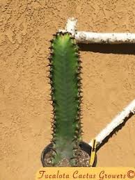 I am searching for a chocolate drop euphorbia. Euphorbia Ingens Candelabra Chocolate Drop 15 Tall Rooted Cactus Succulent 1y Ebay Euphorbia Euphorbia Ingens Cacti And Succulents