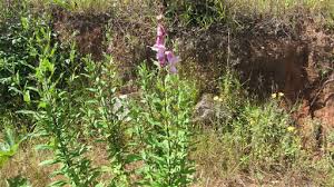 Image result for Sesamum angolense