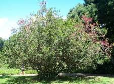 Image result for Schotia afra