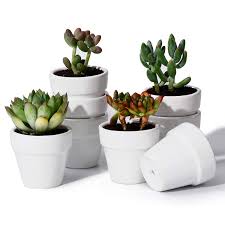 Their rounded shape and sturdy design make them a stylish accessory for your home or garden and a real. Potey Mini Ceramic Plant Pots 2 2 Inch Tiny Planters For Succulents Cactus Glazed Indoor Container With Drain Hole Set Of 8 White Amazon In Garden Outdoors