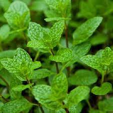 The plant you will receive is growing in a quart pot. Mojito Mint Two Live Herb Plants Non Gmo Summer Must Have Clovers Garden