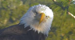 E very few years a story makes the rounds about a bald eagle carrying off a dog or trying to snatch someone's cat. Bald Eagle Biology American Eagle Foundation