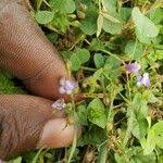 Image result for Craterostigma nummulariifolium