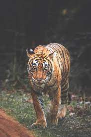 Only the best hd background pictures. Tiger Pictures Download Free Images Stock Photos On Unsplash