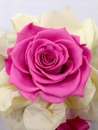 Rosa stabilizzata con gambo lungo - Vivaio Arreda