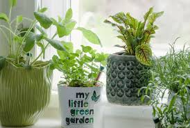 Am tag vor ihrem ersten kuss wurde sie mutter. Indoor Farming Krauter Dauerhaft Kultivieren Statt Ewig Neu Kaufen