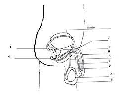 Blank male reproductive system diagram human body diagram. Human Reproduction Mr Keep S Homework Page