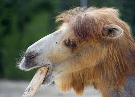 Camel milk is quite rich in flavour but is in fact low fat. Pin On Camels Around The World