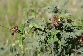 Image result for Pentarrhinum insipidum