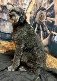 It is our sincere desire to match the best labradoodle puppies to wonderful families. Labradoodle Breeders Oregon About Great Day Labradoodles Great Day Labradoodles