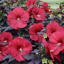 Image result for Hibiscus Red 2016 Vito