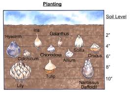 Sign up for our newsletter to receive coupons Planting Bulbs Howstuffworks