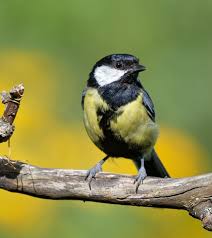 Image result for Kohlmeise vogelhouse