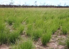 Image result for Sporobolus natalensis