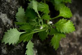 Image result for Stemodiopsis