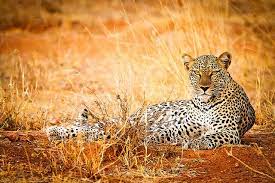 Chui Samburu Leopard Kenya Africa African Leopard Kenya Africa Wild Cats