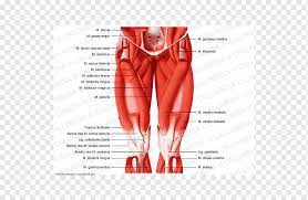 Muscles Of The Hip Thigh Anatomy Others Text Anatomy Abdomen Png Pngwing
