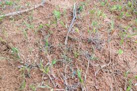 Image result for Urochloa oligotricha