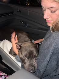 Lost black pitbull in Gainesville