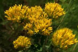 Image result for Sebaea