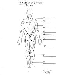 Human muscle system, the muscles of the human body that work the skeletal system, that are under voluntary control, and that are concerned with the following sections provide a basic framework for the understanding of gross human muscular anatomy, with descriptions of the large muscle groups. Image Result For Blank Muscular System Diagram Muscular System Labeled Muscular System Body Systems Worksheets