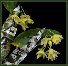 Image result for Platycaulos