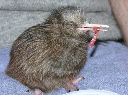 Pin On The Kiwi Coterie