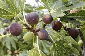 Apples, pears, peaches and cherries require colder weather than zone 9 provides. 7 Of The Best Cold Hardy Fig Trees Gardener S Path