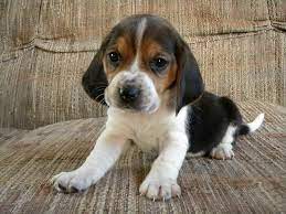 The basset is a scent hound that was originally bred for the purpose of hunting hare. Pin By Kelly Nikole On Precious Beagle Mix Puppies Basset Hound Mix Beagle Mix