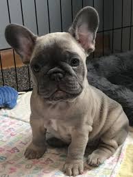 I have 5 adorable, fun, loving, playful french bull dog puppies for sale. Pin On Frenchies