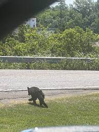 Well it looks like the black bear cub made its way to Arnold. This photo was shared with an Arnold Officer this morning at 11:45 AM. The cub was spotted in the