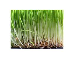 Wheatgrass juice helps to keep the hair from graying. Growing Wheat Grass Sproutpeople