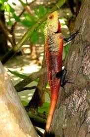 Skill recommendations · comprehensive curriculum Maldives Esl Teacher Recruitment