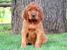 Cute dalmatian puppies for adption near me. Irish Setter Puppies For Sale Puppy Adoption Keystone Puppies
