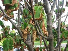 I so rarely see lilac trees, it really makes a statement. Scorched Lilac Tree Pennlive Com