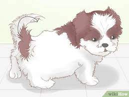 No matter what color a shih tzu's coat is, if his skin points (nose, eye rims, lips and paw pads) are liver, he is a genetically a liver. 4 Ways To Identify A Shih Tzu Wikihow