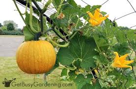 More images for how to grow winter squash vertically » How To Grow Squash Vertically Ultimate Squash Trellising Guide