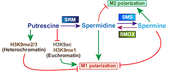 Spermidine is a naturally occurring polyamine essential for life1. Overview Of Polyamine Synthesis And The Effect On Macrophage Download Scientific Diagram