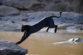 Image result for Panther Black 2001 Puma