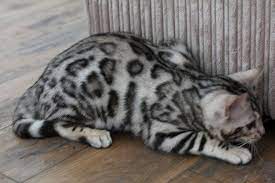 Queenanne Cats - Toyger Queens Cat Breeder In Bromsgrove Worcestershire West Midlands Toyger Cat Cat Breeder Cats